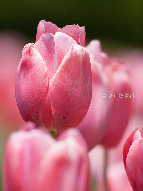 Pink tulips closeup ピンクのチューリップ接写